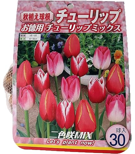 Amazon | チューリップ ピンク フォックストロット 球根 20球 2024年